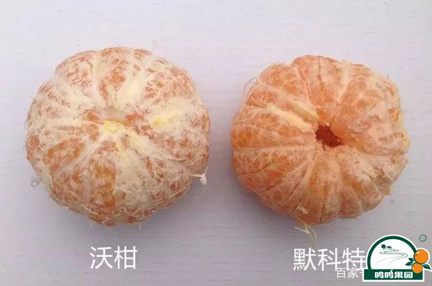 沃柑和默科特从内皮分辨