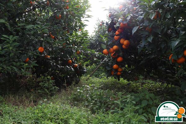 OB电竞·(中国)官方网站_OB电竞沃柑基地