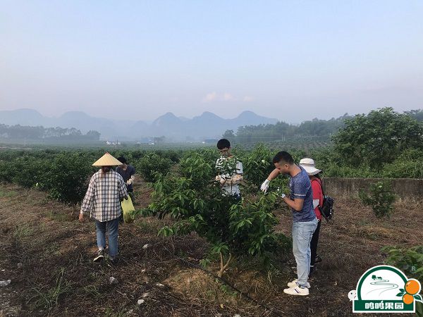 实习生在果园里干活