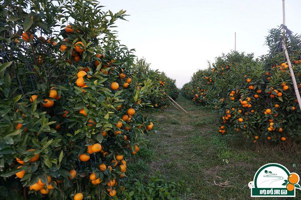 OB电竞·(中国)官方网站_OB电竞生草栽培沃柑种植基地