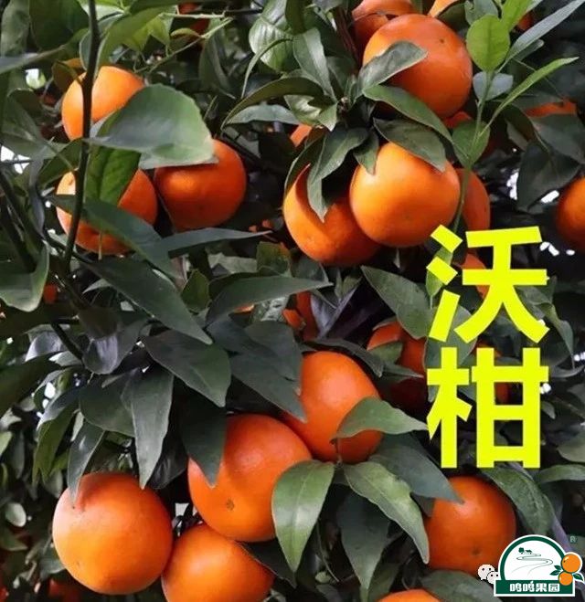 沃柑与W.默科特的区别