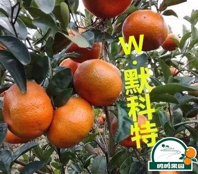 沃柑与W.默科特的区别