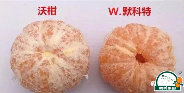 沃柑与W.默科特的果肉对比