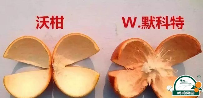 沃柑与W.默科特的果皮对比